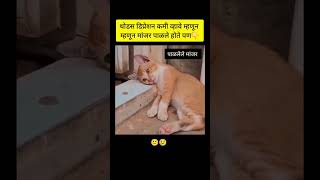 डिप्रेशन कमी होण्यासाठी आणलेलं मांजर😁🤣mrssnehapatiltrending viralcomedyfunn dail catcatlover [upl. by Ottinger38]