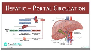 HepaticPortal Circulation Physiology Explained [upl. by Kcirddec]