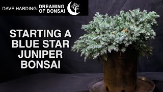 Starting a Blue Star Juniper Bonsai January 2024 [upl. by Gnauq]