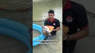 Amazing Big Koi Fish harvested from mud pond  koi koifish nishikigoi koifarm [upl. by Ecyak63]