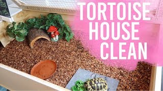 Cleaning My Tortoise Enclosure amp Setup [upl. by Lewap]