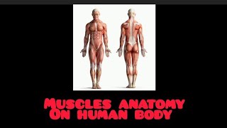 muscles anatomy of human body like share and subscribe our channel for more informative videos [upl. by Eiramnaej]