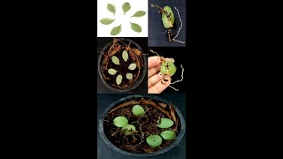 How to propagate Dischidia nummularia String of Nickels from leavesshorts [upl. by Amihc585]