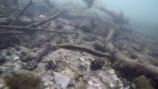 Brook lamprey Lampetra planeri looking for food Berkshire UK [upl. by Yarw53]