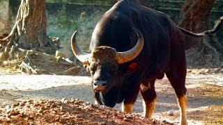 Worlds Largest Wild CowsStrongest Indian Gaur [upl. by Eisler]