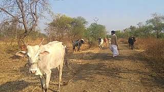 Harihar Maharaj divegavkar with gomata cow [upl. by Amedeo]