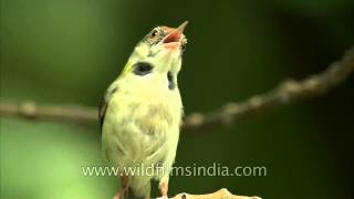 Tailor Bird vocalizes heavily in nesting season [upl. by Ardnaz268]