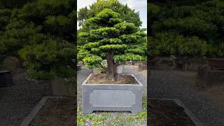 超大型盆栽 Podocarpus 羅漢松 晶鑽羅漢松 [upl. by Ydnes]