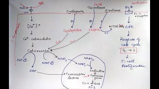 Mechanism of Cyclosporin Tacrolimus and Sirolimus immunosuppressants pharmacology [upl. by Yenor521]