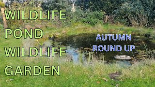 wildlife pond wildlife garden in autumn pond log pile hibernaculum wildlfower meadow [upl. by Yddeg]