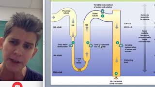 Loop of Henle in Nephron with Countercurrent Multiplier [upl. by Goar]