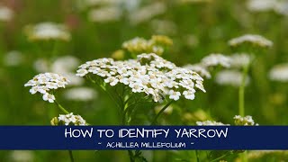 How to Identify Yarrow Achillea millefolium [upl. by Fiel]