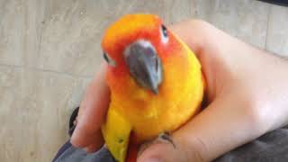 Screaming Sun Conure Plays Outside of Cage [upl. by Iznyl380]