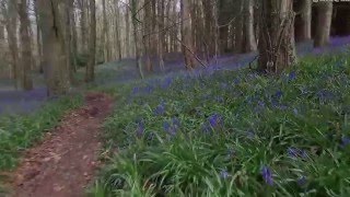 Bluebell Wood Warrenpoint County Down Northern Ireland [upl. by Inus]