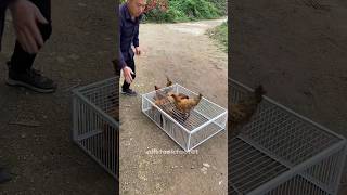 Excellent and perfect trap for catching chicks ✨🐤 youtubeshorts [upl. by Adiehsar]