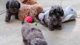 Miniature Poodle Puppies Exploring SD 480p [upl. by Michaeline]