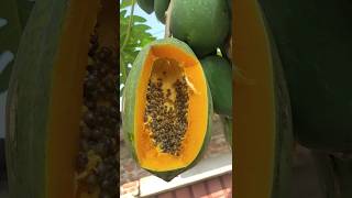 papaya cutting shortvideo [upl. by Truelove]