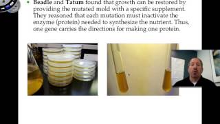 Nutritional Mutants in Neurospora [upl. by Lynnea]