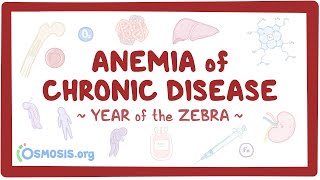 Anemia of chronic disease Year of the Zebra [upl. by Aneleve]