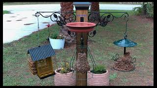 Live Camera In Yard Bird Feeder [upl. by Ilbert]