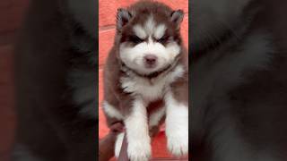 Copper Husky Puppy husky cute beutifull puppy doglover petlover pets doglife dogbreed [upl. by Ancelin]