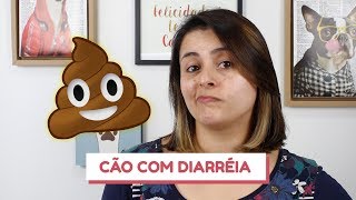 O que fazer quando o cão está com diarréia [upl. by Aibat]