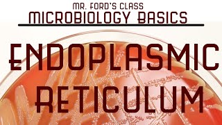 Endoplasmic Reticulum  Microbiology Lectures [upl. by Adela]