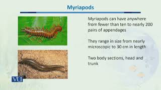 Myriapods  Biodiversity amp EvolutionII  BT201Topic044 [upl. by Yremogtnom217]