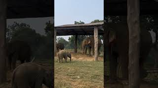 Tiny Tuskers Elephant joy in Sauraha sauraha chitwan babyelephant elephantlove wildlifewonder [upl. by Aneehsak]