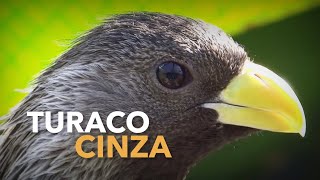 TURACO CINZA  raríssimos no Brasil  Criadouro de Aves Exóticas  BIRDTV [upl. by Warring]