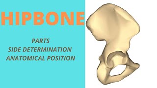 Hip bone  Parts Side determination amp Anatomical Position [upl. by Wernher]