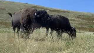 Montana buffalo mating season [upl. by Ttebroc696]