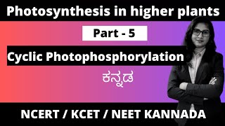 Photosynthesis in higher plants Part  5  Cyclic Photophosphorylation 1stpuc biologyinkannada [upl. by Anitsyrhk]