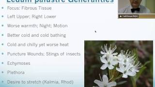 Ledum Palustre Homeopathic Medicine Tips For Beginners [upl. by Thibaut]