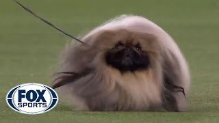 Wasabi the Pekingese wins first place in the Toy group  FOX SPORTS [upl. by Fillian]