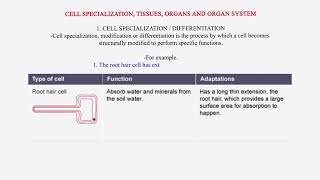 Cell specialization  tissues organs and organ system [upl. by Asennav]