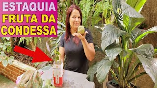 👉COMO FAZER MUDAS DA FRUTA DA CONDESSA TECNICA SIMPLES 👍🍒🌿💚 COMO PLANTAR GALHO DE FRUTIFERA [upl. by Tanny]