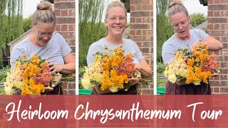 Touring My Heirloom Chrysanthemum Garden 🌺  How To Grow Chrysanthemums [upl. by Brok949]