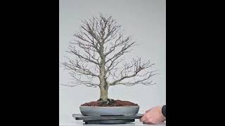 Bonsai Fagus Crenata [upl. by Stodder]