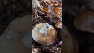 Fresh King Bolete 2024 mushroom steinpilze porcini grzyby boletus fyp [upl. by Ahseenyt]