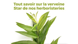 Tout savoir sur la verveine  bienfaits infusion culture séchage [upl. by Grados]