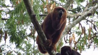 Ronco do Bugio Alouatta guariba clamitans [upl. by Odlo635]