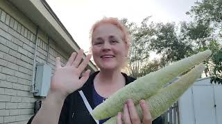 Episode 56 I grew a loofah gardening loofah excited [upl. by O'Rourke516]