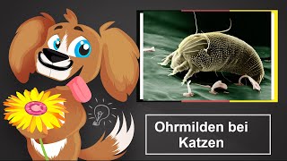 🐶 Ohrmilben bei Katzen – Mittel gegen Milben bei der Katze [upl. by Atlanta939]