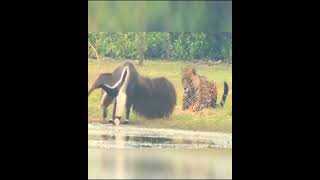 When animals react to a scary sight animalbattles scarymoments wildlife [upl. by Ellehsat538]