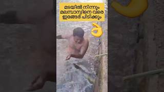 Village man catching a huge eel fish viralvideo shortsfeed [upl. by Ainex]