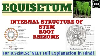 EQUISETUM  Internal Structure of StemRootRhizome BscMSc Botany Full Explanation  ZBC [upl. by Ahseyd]