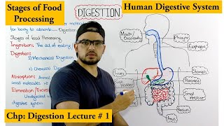 Digestive system  Stages of Food processing  An Overview [upl. by Jago565]