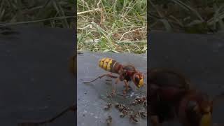 Des fourmis légionnaires forment un pont vivant pour envahir un nid de guêpes [upl. by Dnalyaw]