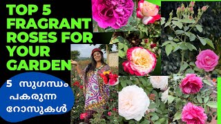 5 സുഗന്ധമുള്ള റോസ ചെടികൾ Top 5 Fragrant Roses For Your Garden FragrantRoses [upl. by Ahtanamas]